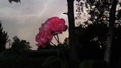 Die Nachaufnahme zeigt eine etwas verschwommene pinke Rose mit drei Blüten. Im Hintergrund ist der Blitz eines Gewitters zu erkennen. Der Rest der Umgebung bleibt im schwarzen Schatten, man erkennt aber Bäume, einen Strommasten, Blattwerk.