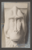 Eine in Sandstein gearbeitete Skulptur eines (Mandrill-)Affenkopfes.