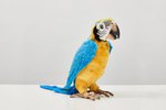 Gerrit Frohne-Brinkmann, Dirty Parrot, 2018, verschiedene Materialien, 38 x 13 x 31cm; Foto: Volker Renner