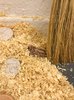 Ausstellungsansicht Klasse Werner Büttner: Lena Schramm
