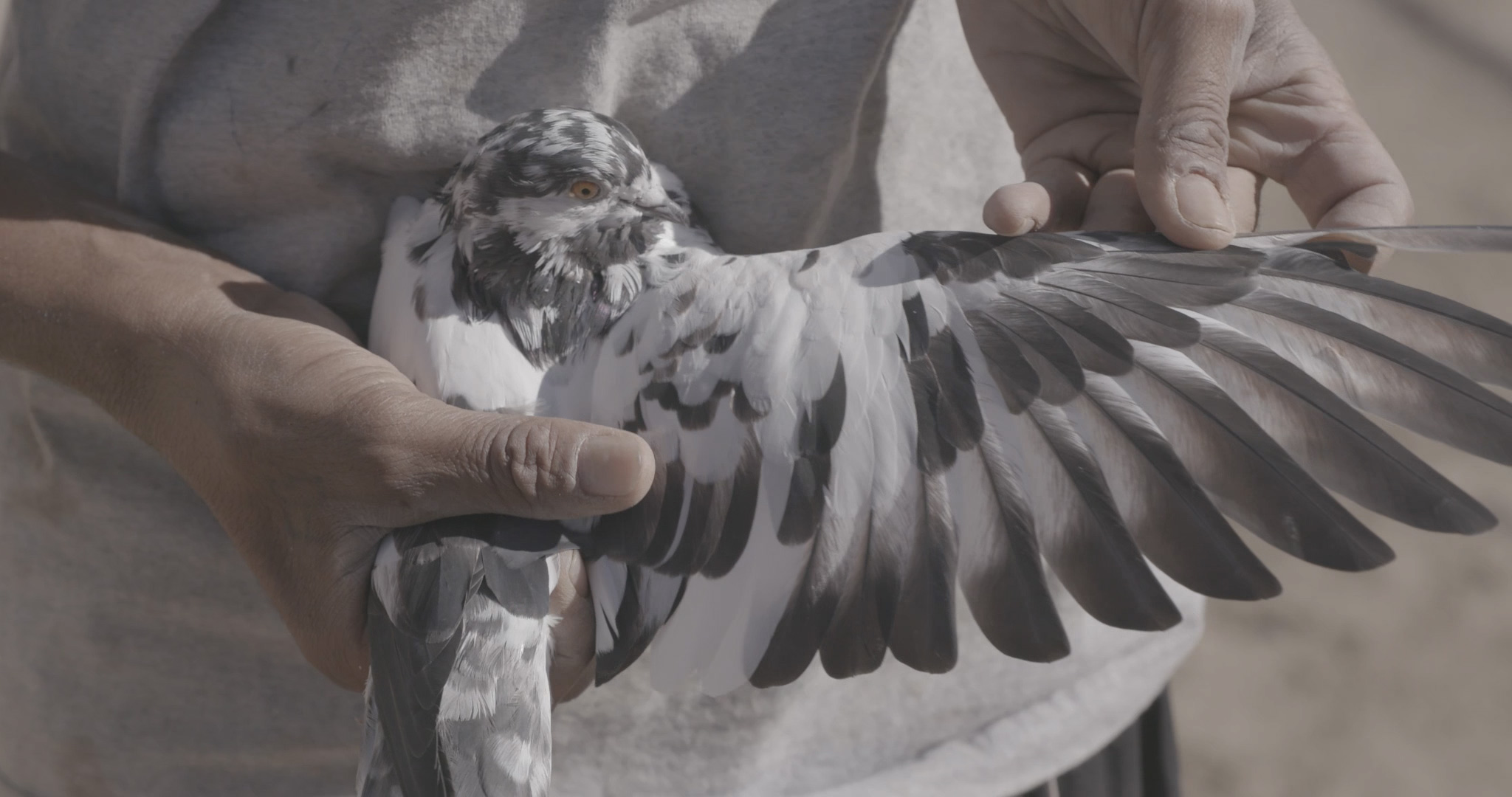 Close-up of a bird held gently in two hands; one wing is carefully spread, revealing the detailed feather pattern.